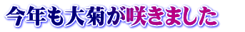 Ne炫܂@